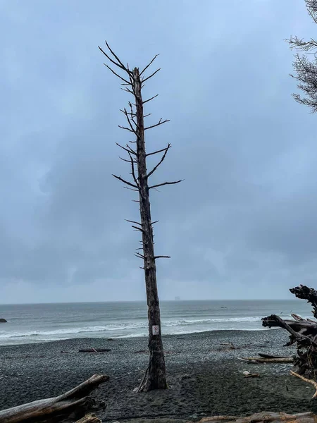 리알토 Rialto Beach 워싱턴 태평양에 해변이다 올림픽 공원의 그라운드 Mora — 스톡 사진