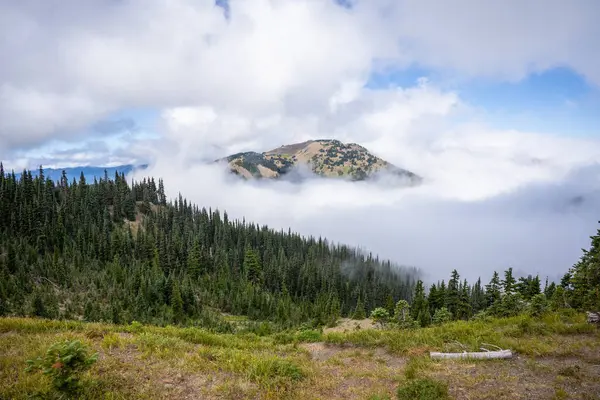 Hurricane Ridge Ist Ein Bergiges Gebiet Olympic National Park Washington — Stockfoto