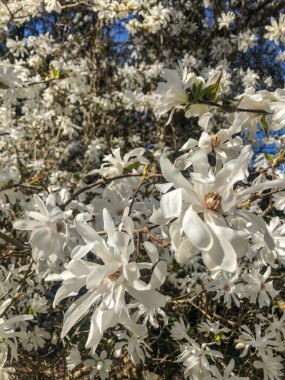Yıldız manolyası (Magnolia stellata), Japonya 'da yetişen yavaş büyüyen bir ağaç türü. Baharın başlarında yaprakları açılmadan önce büyük, gösterişli beyaz ya da pembe çiçekler taşır..