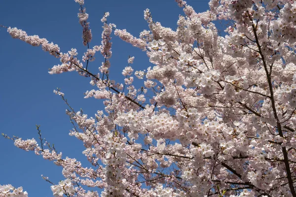 Yoshino Ciliegia Prunus Yedoensis Una Ciliegia Ibrida Tra Prunus Speciosa — Foto Stock