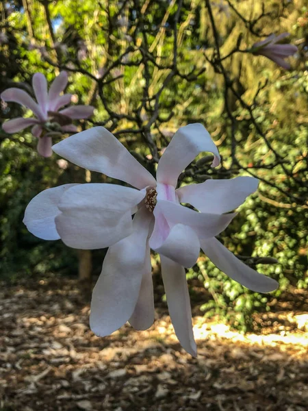 Star Magnolia Magnolia Stellata Långsamt Växande Buske Eller Ett Litet — Stockfoto