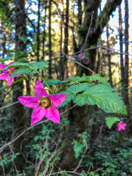 Salmonberry Rubus Spectabilis Είναι Ένα Είδος Αγριοτριανταφυλλιάς Στην Οικογένεια Των — Φωτογραφία Αρχείου