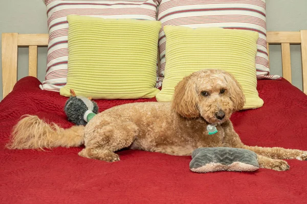 Australian Labradoodle Mix Labrador Retriever Poodle Cocker Spaniel — Stock Photo, Image