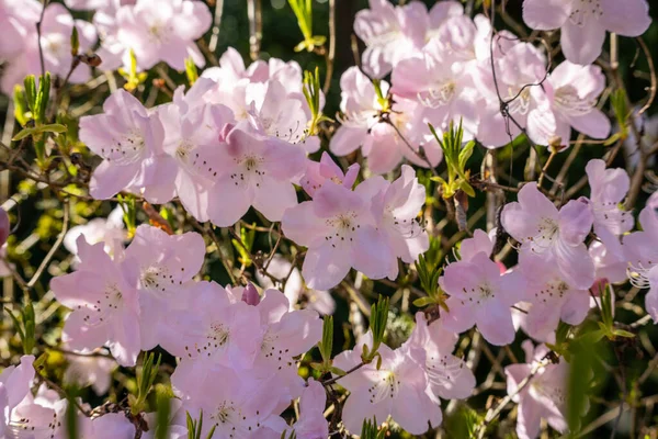 레아스는 Rhododendron 관목으로 낙엽성 그러하다 피운다 북반구 지방에서는 잔잔하게 — 스톡 사진