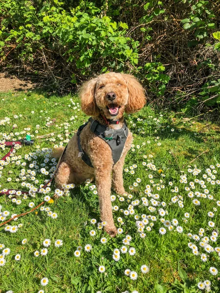 Australian Labradoodle Mix Labrador Retriever Poodle Cocker Spaniel — Stock Photo, Image