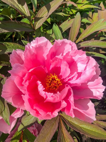 Peony Name Plants Genus Paeonia Only Genus Flowering Plant Family — Stock Photo, Image