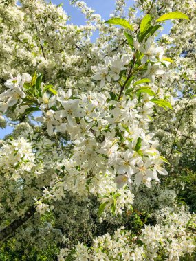 Apple, bir elma ağacı (Malus domestica) tarafından üretilen yenilebilir bir meyvedir. Elma ağaçları dünya çapında yetiştirilir ve Malus cinsinde en yaygın olarak yetişen türlerdir..