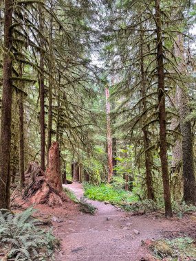 Sol Duc Vadisi 'ndeki Sol Duc Şelaleleri Olimpiyat Ulusal Parkı' nın en güzel şelaleleri olarak adlandırılıyor ve Sol Duc Kaplıcaları Resort ve Kampı 'na birkaç kilometre uzaklıkta yer alıyor..