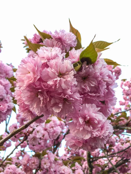 Prunus Kanzan Kanzan Een Bloeiende Kersencultivar Het Werd Ontwikkeld Edo — Stockfoto