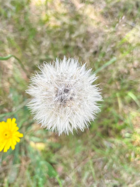 Одуванчик Лекарственный Taraxacum Officinale Цветущее Травянистое Многолетнее Растение Семейства Asteraceae — стоковое фото