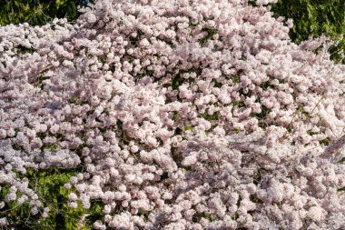 Yoshino kirazı (Prunus yedoensis), Prunus speciosa (Oshima zakura) ile Prunus pendula f. ascendens (Edo higan) arasında bir melez kirazdır.. 