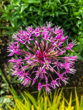 Dev soğan (Allium giganteum), Orta ve Güneybatı Asya 'da yetişen Asya kökenli bir soğan türüdür..