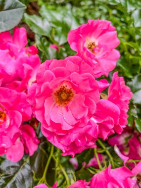 Gallic rose (Rosa gallica) is a species of flowering plant in the rose family, native to southern and central Europe eastwards to Turkey and the Caucasus. It was one of the first species of rose to be cultivated in central Europe. clipart