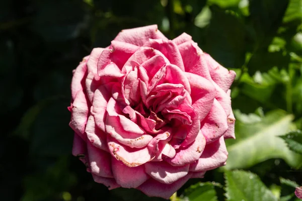Rose Una Planta Leñosa Perenne Del Género Rosa Perteneciente Familia — Foto de Stock