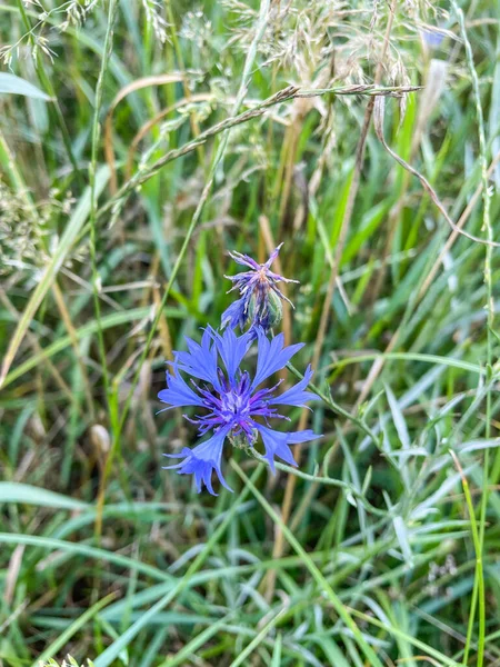 Cornflower Centaurea Cyanus 유럽에 자생하는 테라과의 식장이다 과거에는 옥수수 밭에서 — 스톡 사진