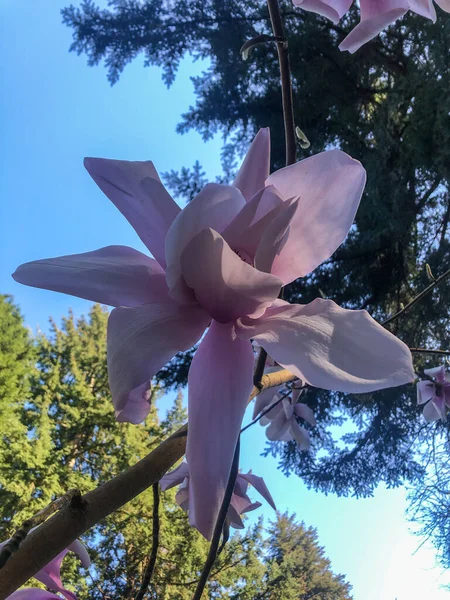 Magnolia Sargentiana Una Specie Pianta Fiore Della Famiglia Delle Magnoliaceae — Foto Stock