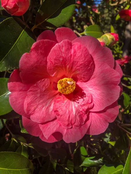 Camellia Japonica Una Las Especies Más Conocidas Del Género Camellia —  Fotos de Stock