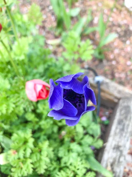 Anemonastrum Ett Släkte Blommande Växter Familjen Smörblomma Ranunculaceae Växter Släktet — Stockfoto