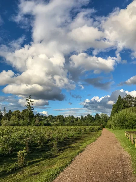 拉森湖蓝莓农场是一个很好的地方 可以在一个很大的农场 公园里采摘你自己的蓝莓 绿化带湖 Lake Hills Greenbelt 是一个湿地走廊 占地150英亩 包括森林 — 图库照片