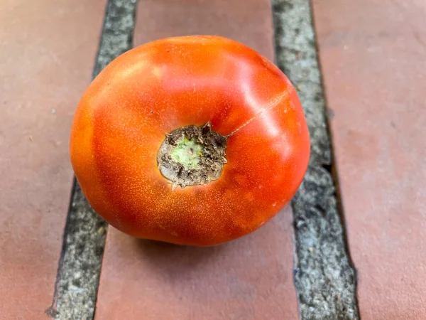 Paradicsom Solanum Lycopersicum Növény Ehető Bogyója Közismert Nevén Paradicsomnövény Faj — Stock Fotó