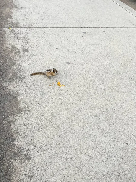 Olympic Chipmunk Neotamias Amoenus Caurinus Een Van Vele Endemische Zoogdieren — Stockfoto