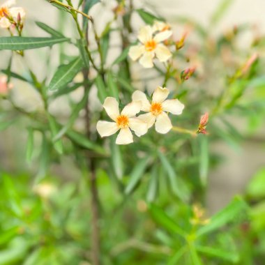 Oleander (Nerium oleander), Apocynaceae familyasından bir ağaç türü..