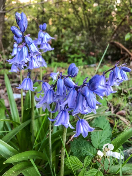 Spanyol Bluebell Hyacinthoides Hispanica Ber Yarımadası Özgü Bir Bahar Çiçeği — Stok fotoğraf