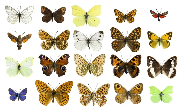 Различные виды бабочек — стоковое фото
