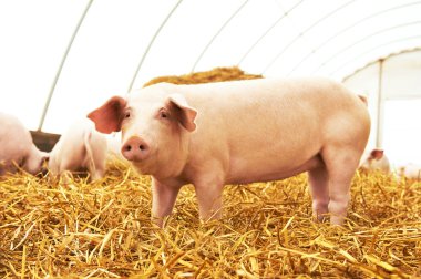 Genç piglet domuz yetiştirme çiftliği