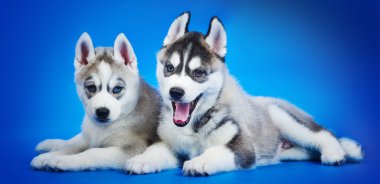 Sibirya Husky köpek yavrusu grup