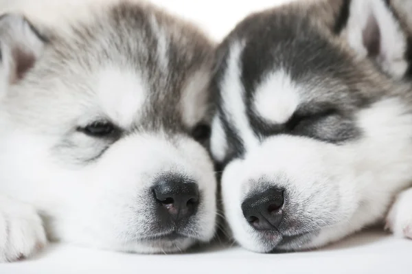 Muzzles of sleeping Siberian husky puppy dogs — Stock Photo, Image