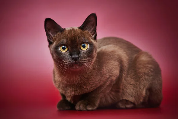 American traditional burmese kitten — Stock Photo, Image