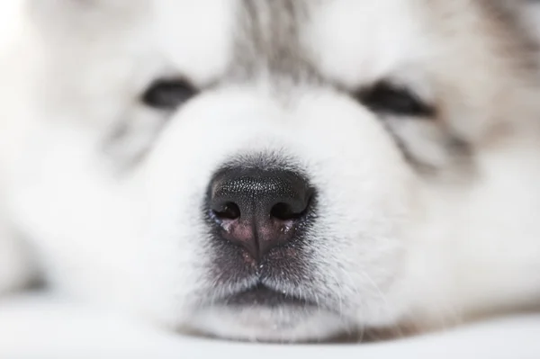 Durmiendo Siberian husky cachorro perros — Foto de Stock