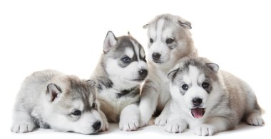 Sibirya Husky köpek yavrusu grup