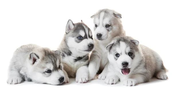 Sibirya Husky köpek yavrusu grup — Stok fotoğraf