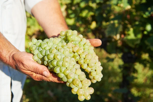 Handen van boer met verse groene druiven — Stockfoto