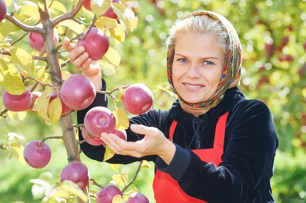 Kadın malzeme çekme elma meyve bahçesi — Stok fotoğraf