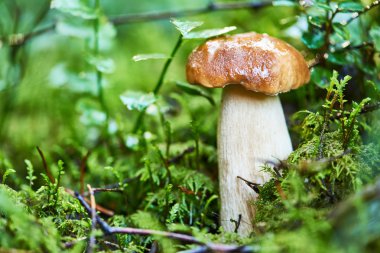 Boletus cep mantar bir ormanda