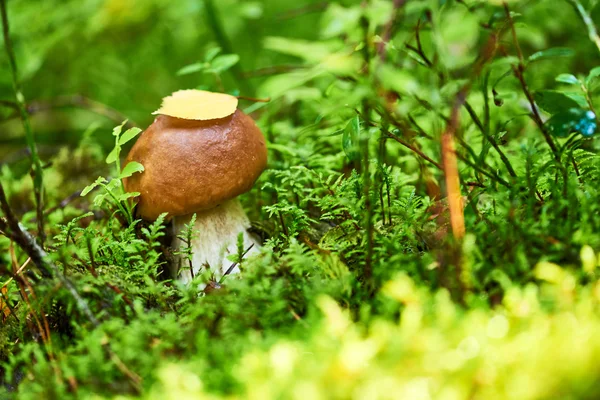Boletus cep cogumelo em uma floresta — Fotografia de Stock