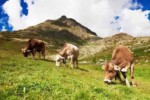 Vaca lechera pastando en las montañas alpinas pasto verde hierba — Foto de Stock