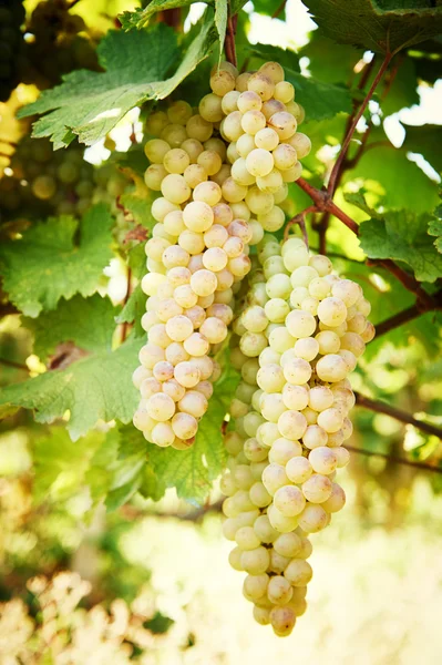 Groene druif op wijngaard — Stockfoto