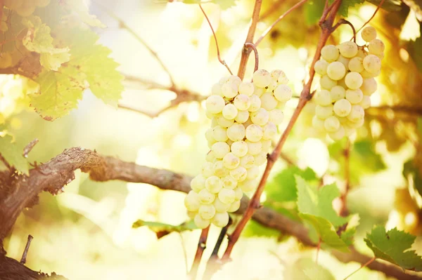 Groene druif op wijngaard — Stockfoto