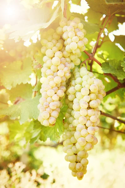 Groene druif op wijngaard — Stockfoto