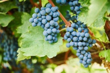 Sarmaşıktaki kırmızı üzümler