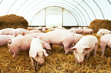 Herd of young piglet at pig breeding farm clipart