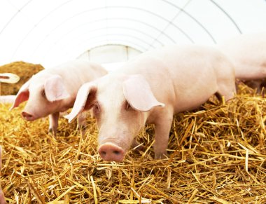 İki genç piglet domuz yetiştirme çiftliği