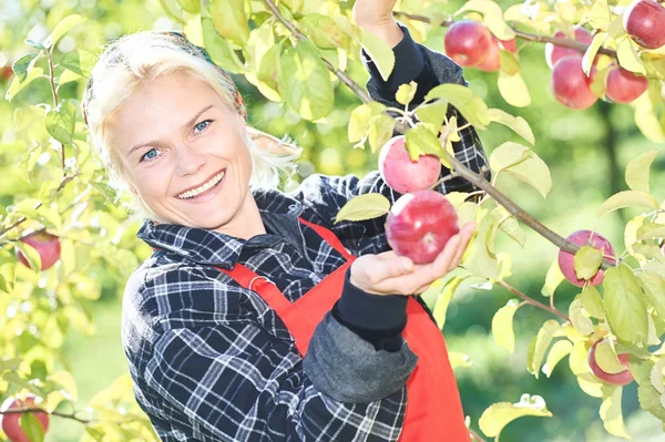 Woman picker portrait in apples orchard — Stock Photo, Image