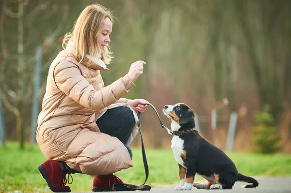Hundpromenader och träning utomhus. Ledningsutbildning — Stockfoto