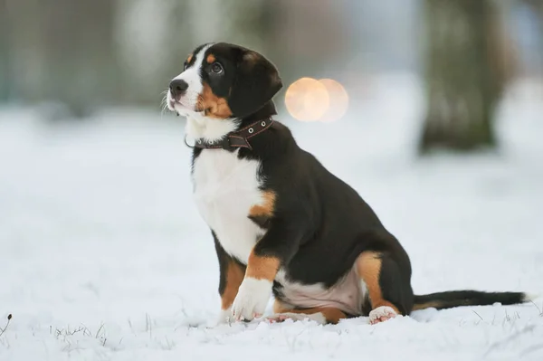 Ο Entlebucher στέλνει κυνηγημένο κουτάβι το χειμώνα. Πιστό κατοικίδιο φίλο — Φωτογραφία Αρχείου