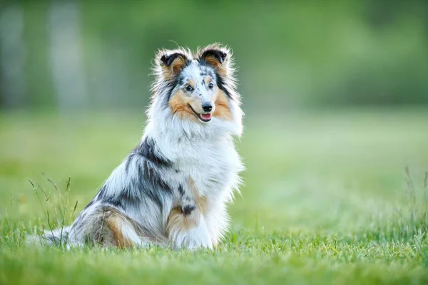 Shetland-Schäferhund im Freien auf Gras. Haustierfreund — Stockfoto